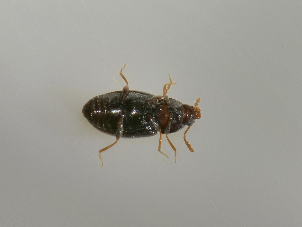 A quale famiglia appartiene? Atomaria sp. - Cryptophagidae